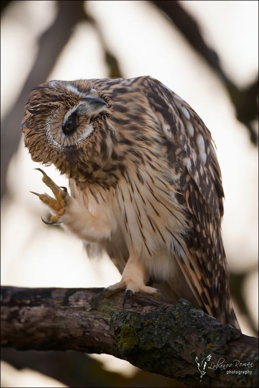 * * * фото превью