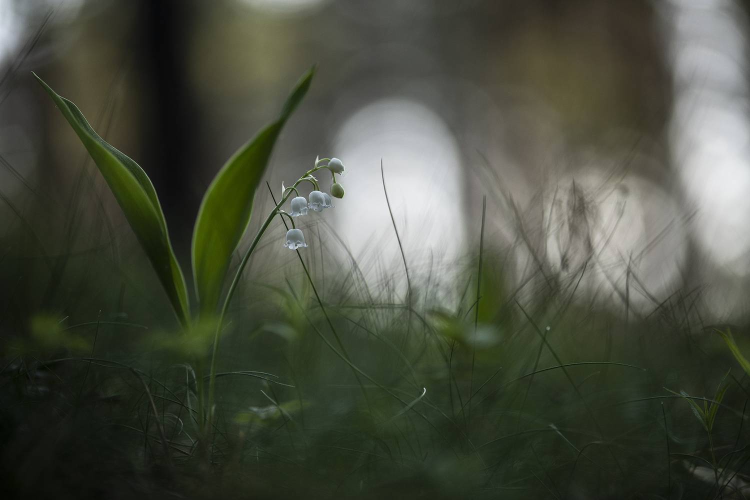 ландыши, весна, свет, лес, макро, природа, геннадий мещеряков, nikon d 850, carl zeiss makro-planar t* 100mm f/2 z, Мещеряков Геннадий