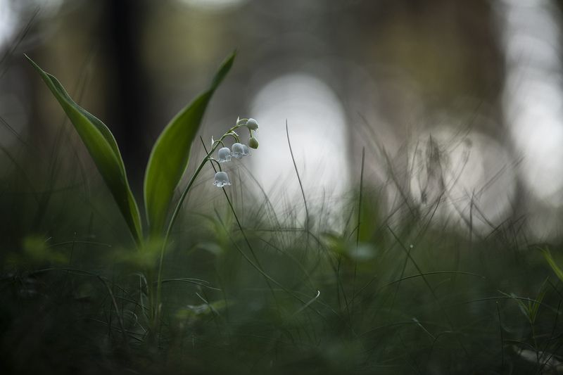 ландыши, весна, свет, лес, макро, природа, геннадий мещеряков, nikon d 850, carl zeiss makro-planar t* 100mm f/2 z Серебро звенит... фото превью
