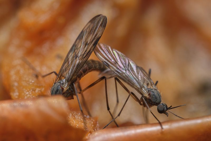 Mating mosquitoes  фото превью