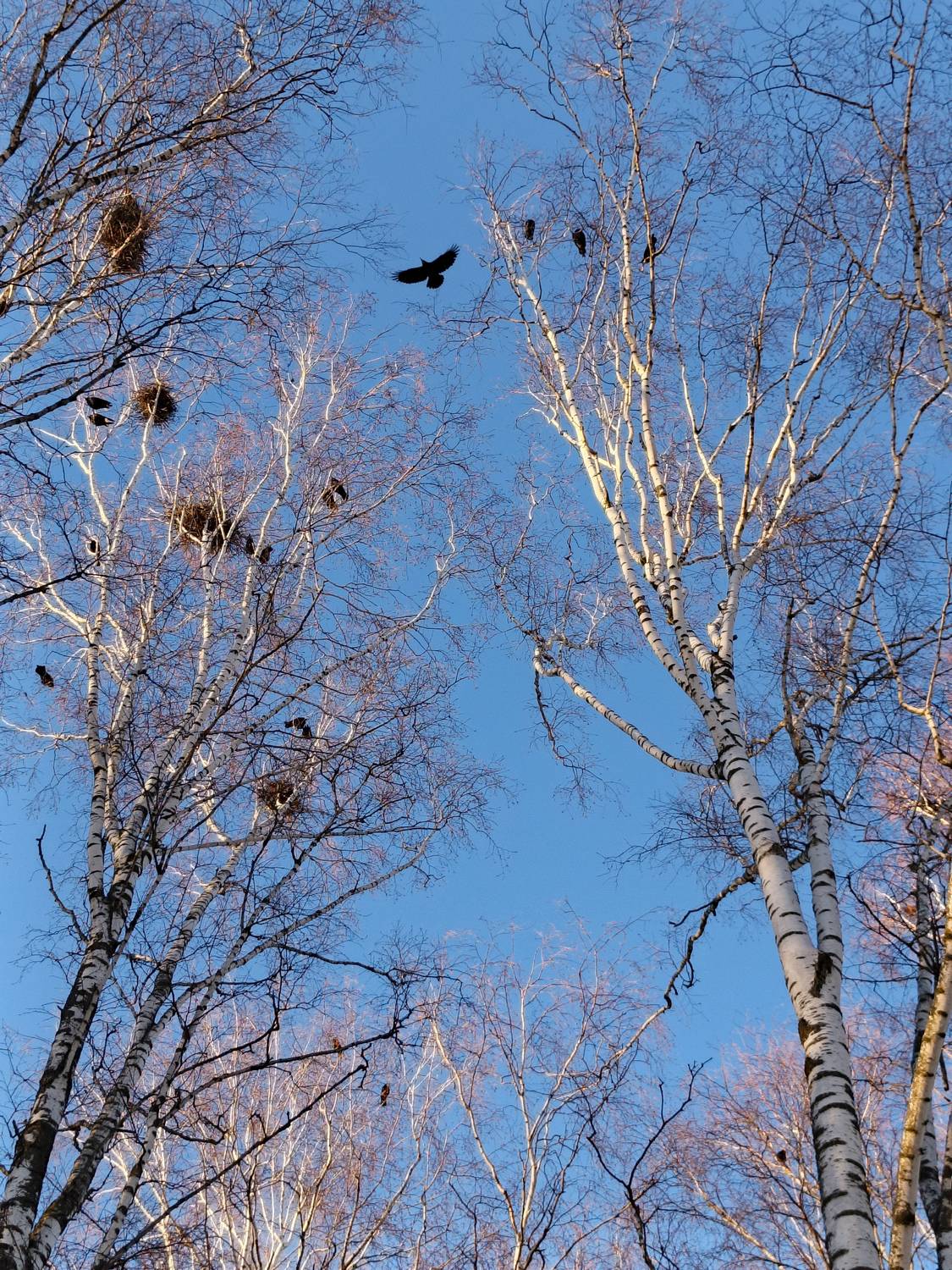 , Светлана Кондрашова