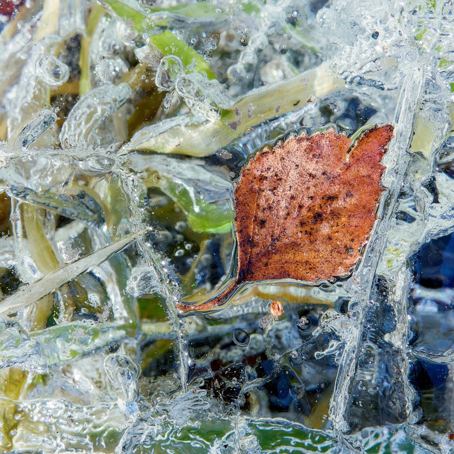 лист, Валерий Вождаев