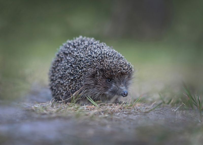 ёж, ёжик, животные, природа Ёж фото превью