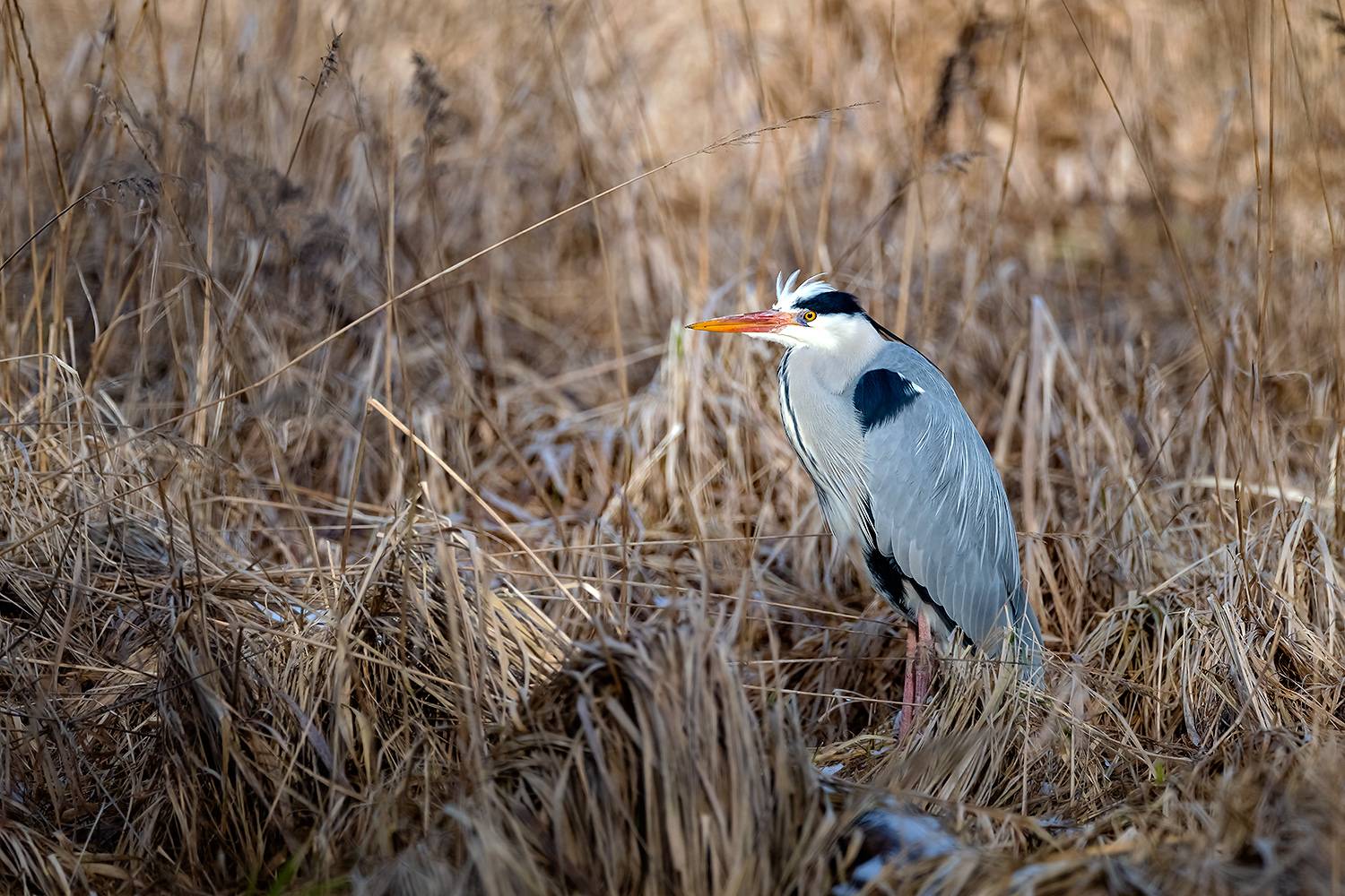 , Абросимов Александр