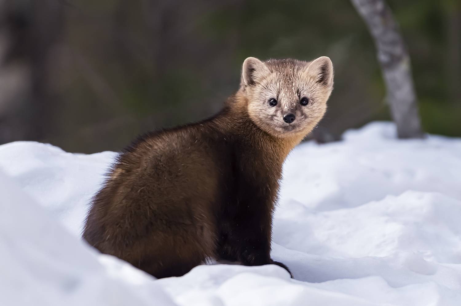 соболь, красноярский край, красноярские столбы, Андреева Светлана