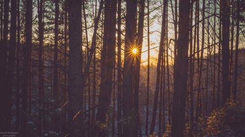 Ловец солнца...