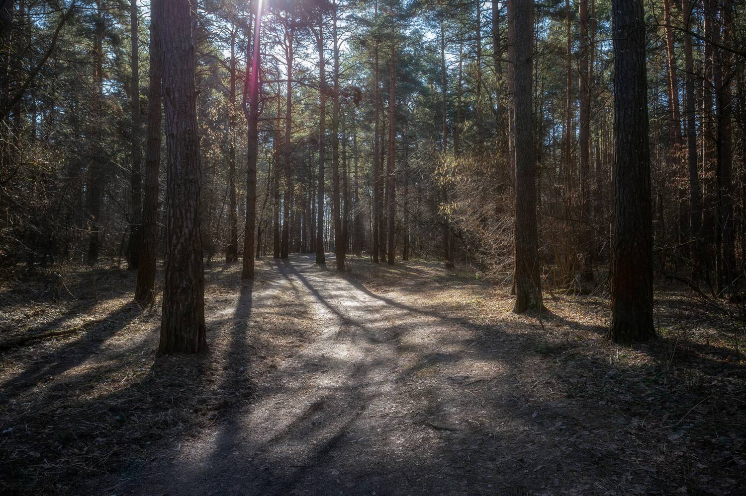 лес, весна, природа, весенний лес, лесной пейзаж, пейзаж, природа Московской области, Мартыненко Дмитрий