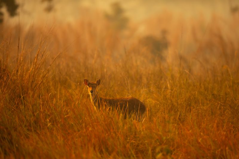 The Golden Deer фото превью