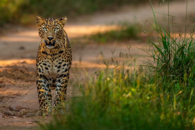 The Beauty of Pench фото превью