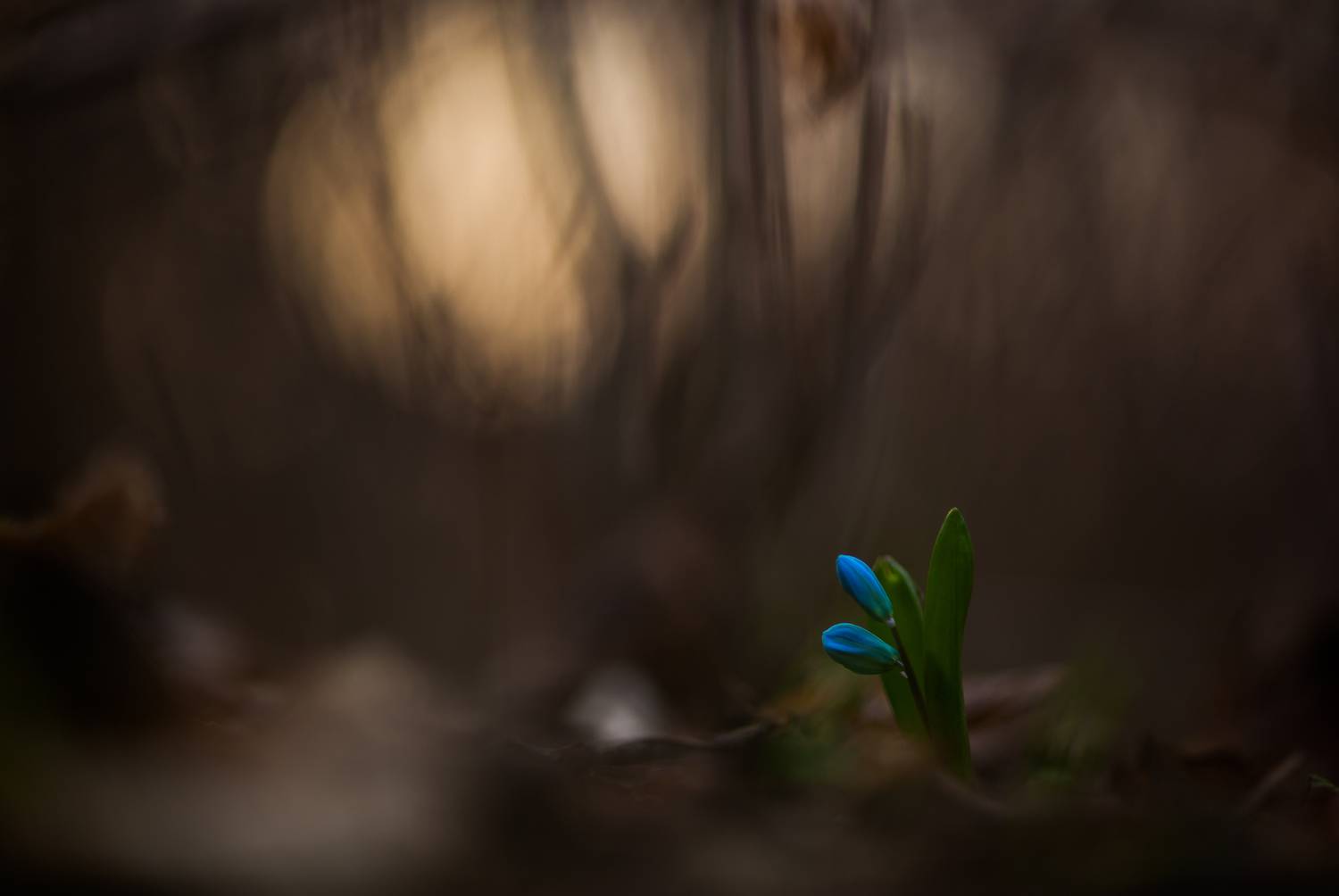 , Викулов Николай