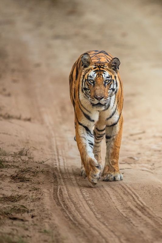 Queen of Panna фото превью