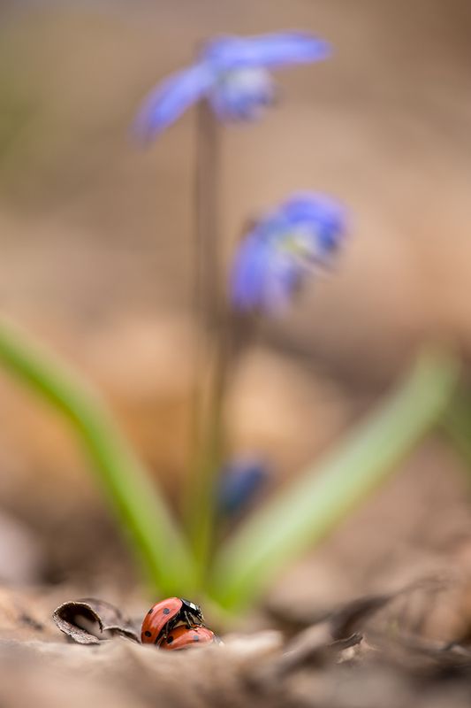 Весенние деньки фото превью