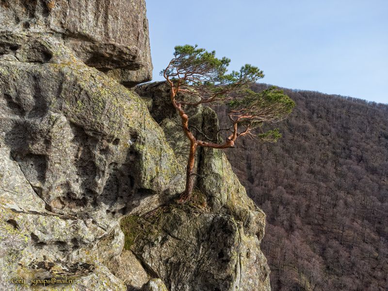 скала сосна камни горы Воля к жизни фото превью