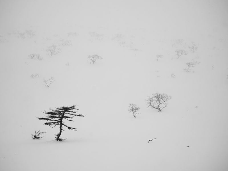 Итуруп Курилы Лиственница Минимализм Сахалин ДальнейВосток Пейзаж Снег Метель *** фото превью