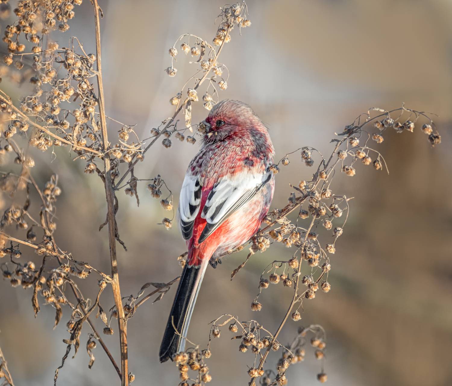 птица, урагус, самец, зима,, Мочалова Марина