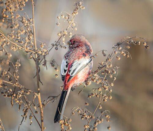 Урагус (самец)