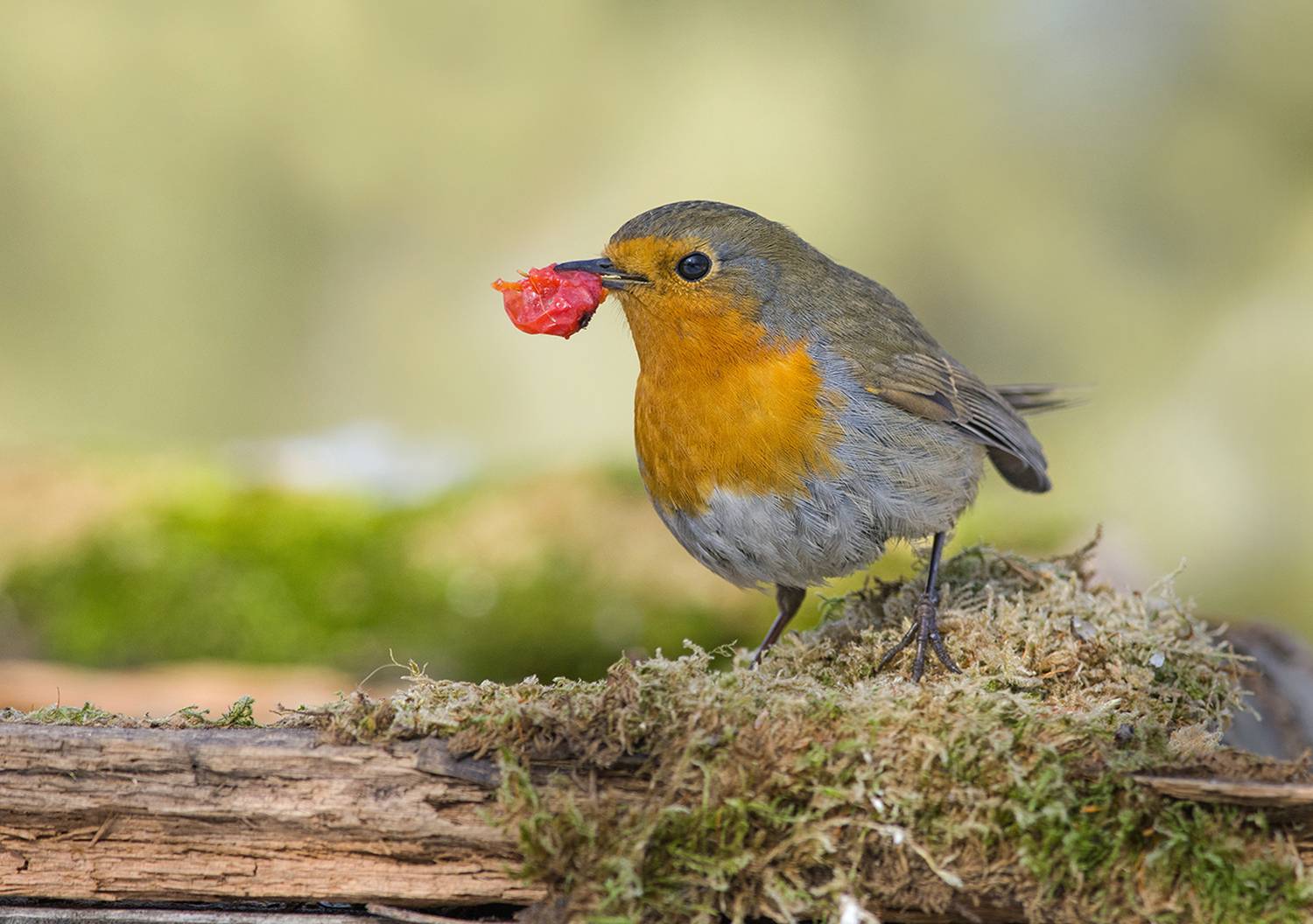 зарянка,малиновка,ягода,март, Иван