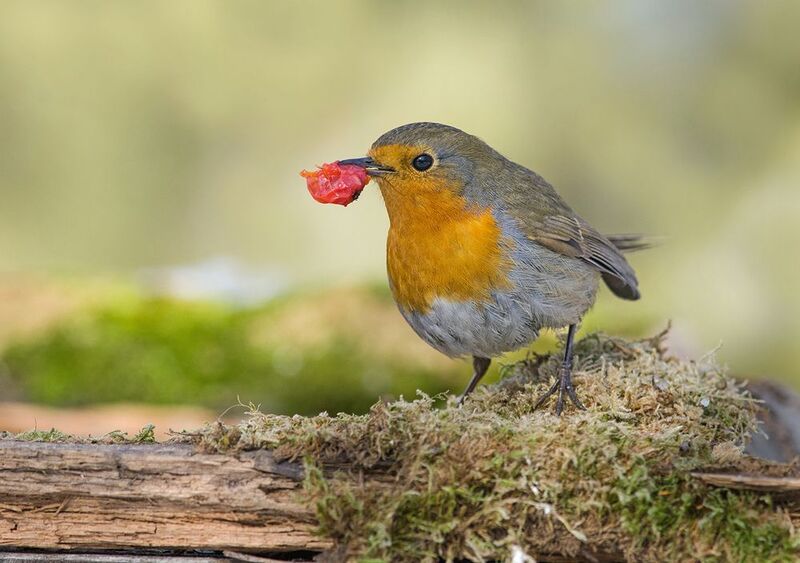 зарянка,малиновка,ягода,март С ягодкой... фото превью