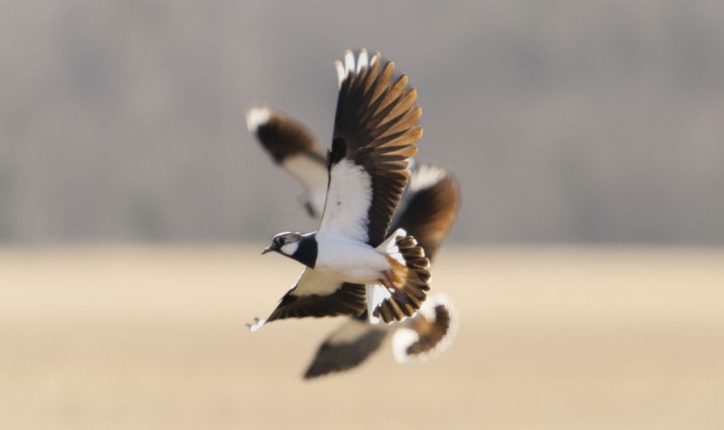 Lapwings. фото превью