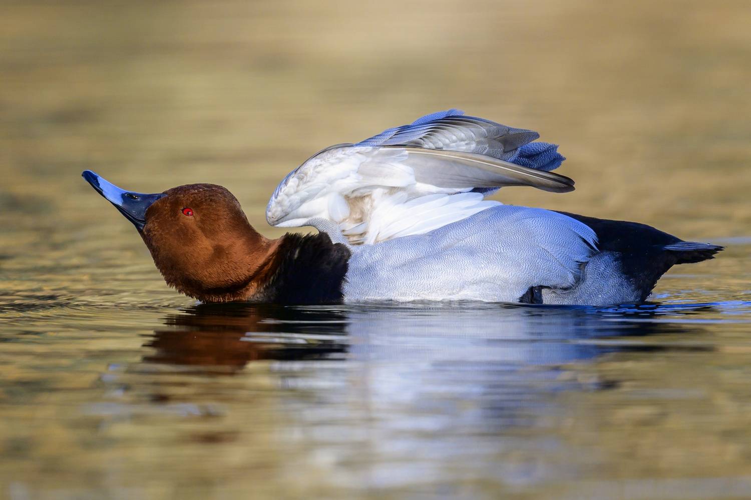 , Пупонин Сергей