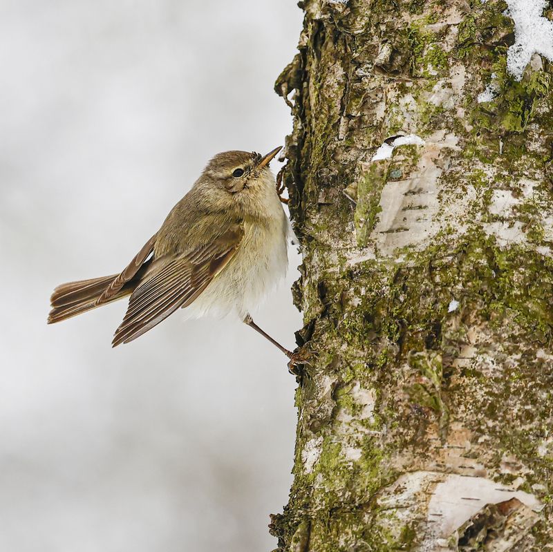 Пеночка фото превью