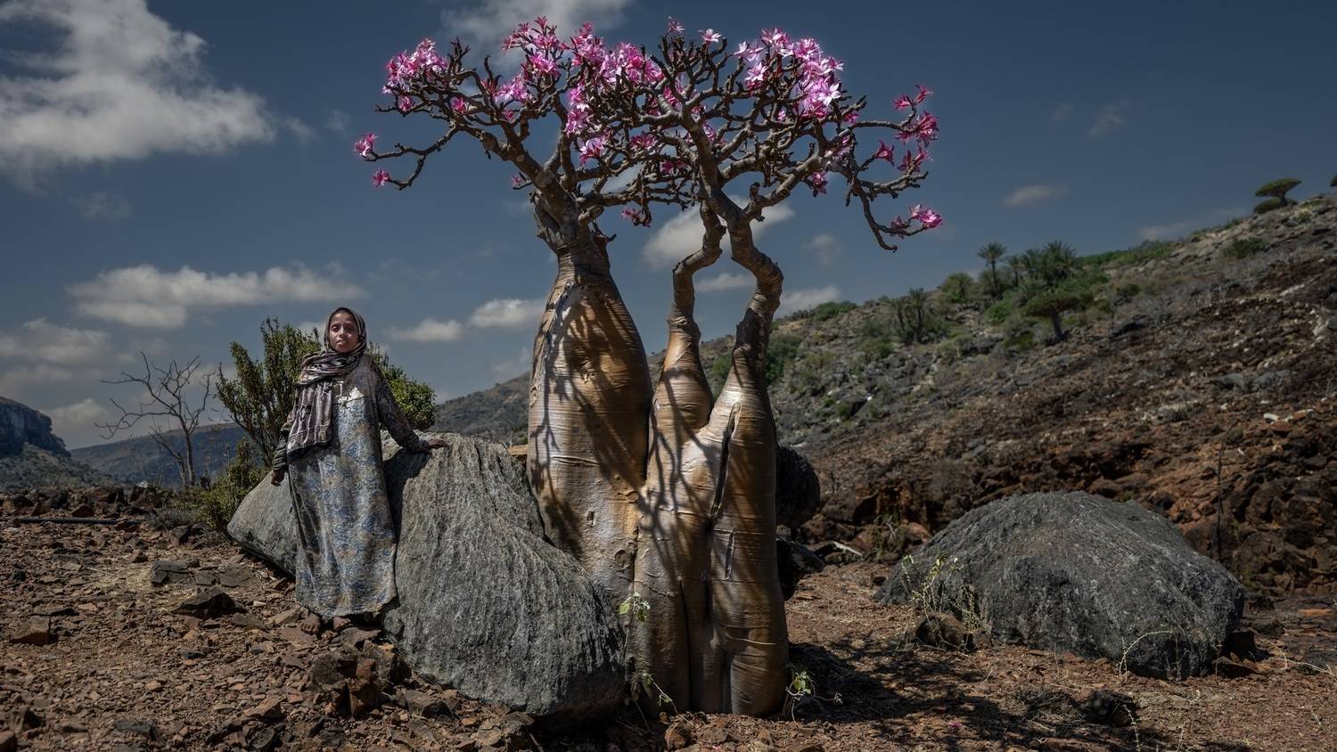 сокотра, Сулоев Алексей