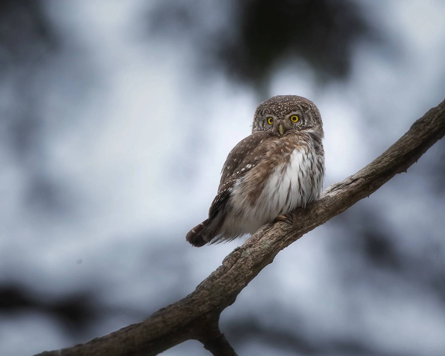 сыч, сова, птички, фотоохота, Марголин Алексей