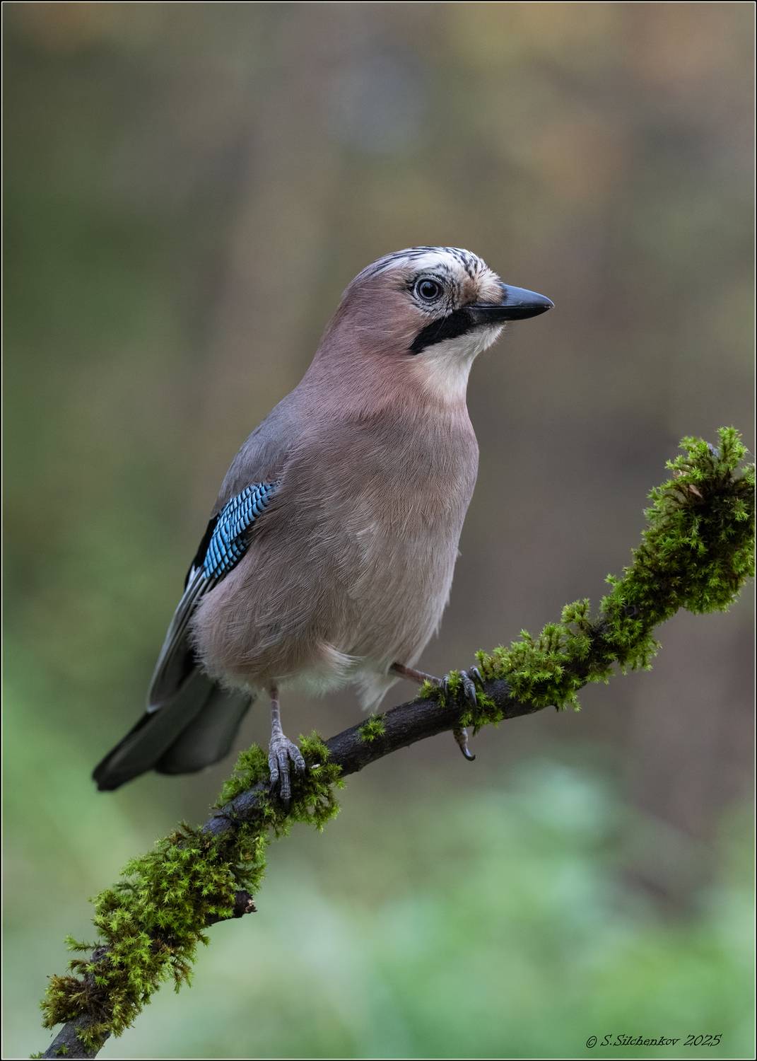 , Сергей Сильченков