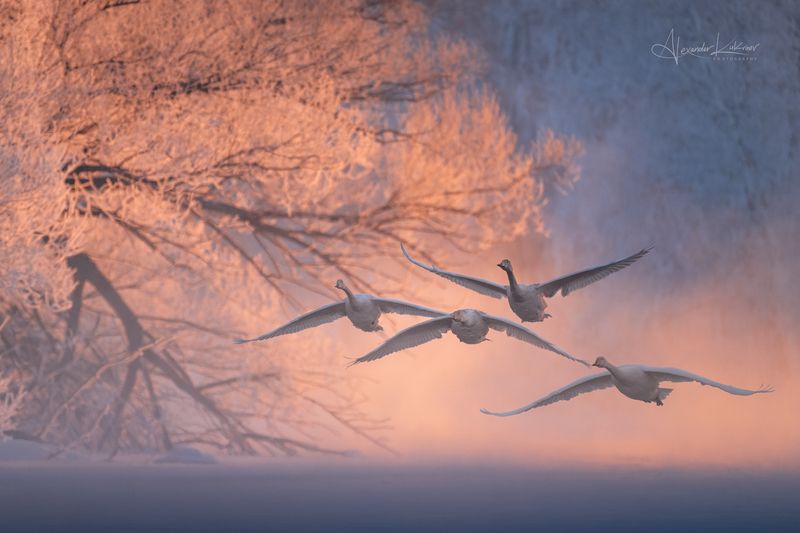 лебеди,алтай,зима Лебединое утро... фото превью