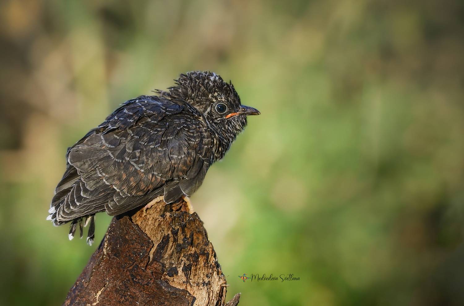 фотоохота, птица, кукушка, кукушонок, Медведева Светлана