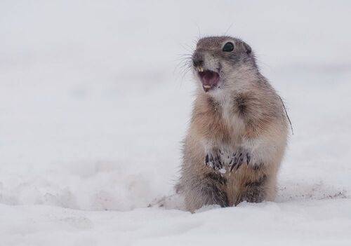 Суслики проснулись