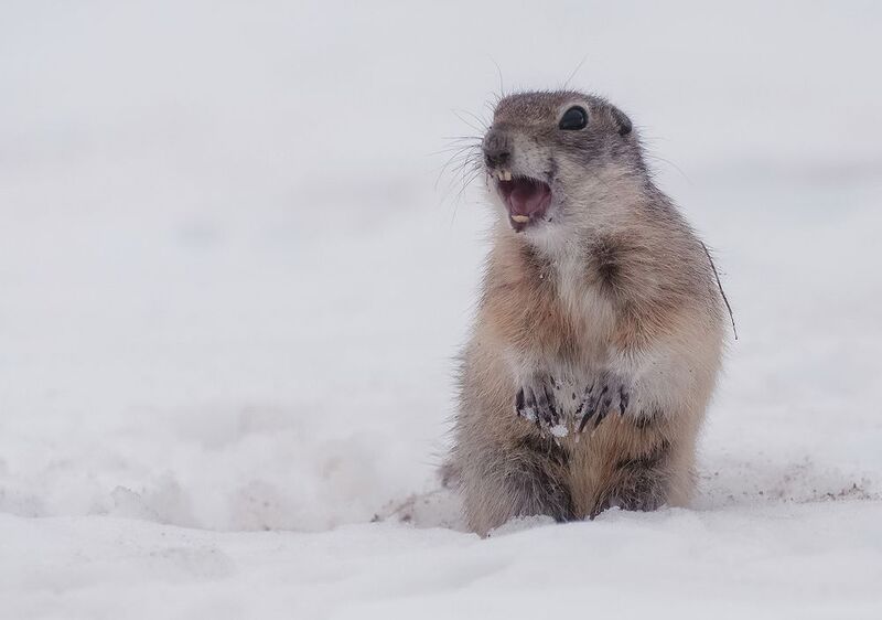 суслик, весна, снег, животные, сибирь Суслики проснулись фото превью
