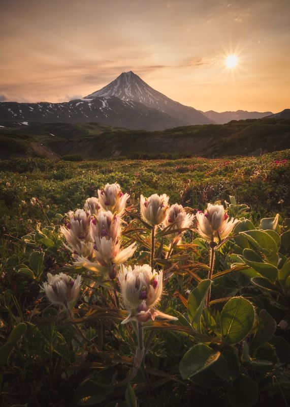 Kamchatka brush фото превью
