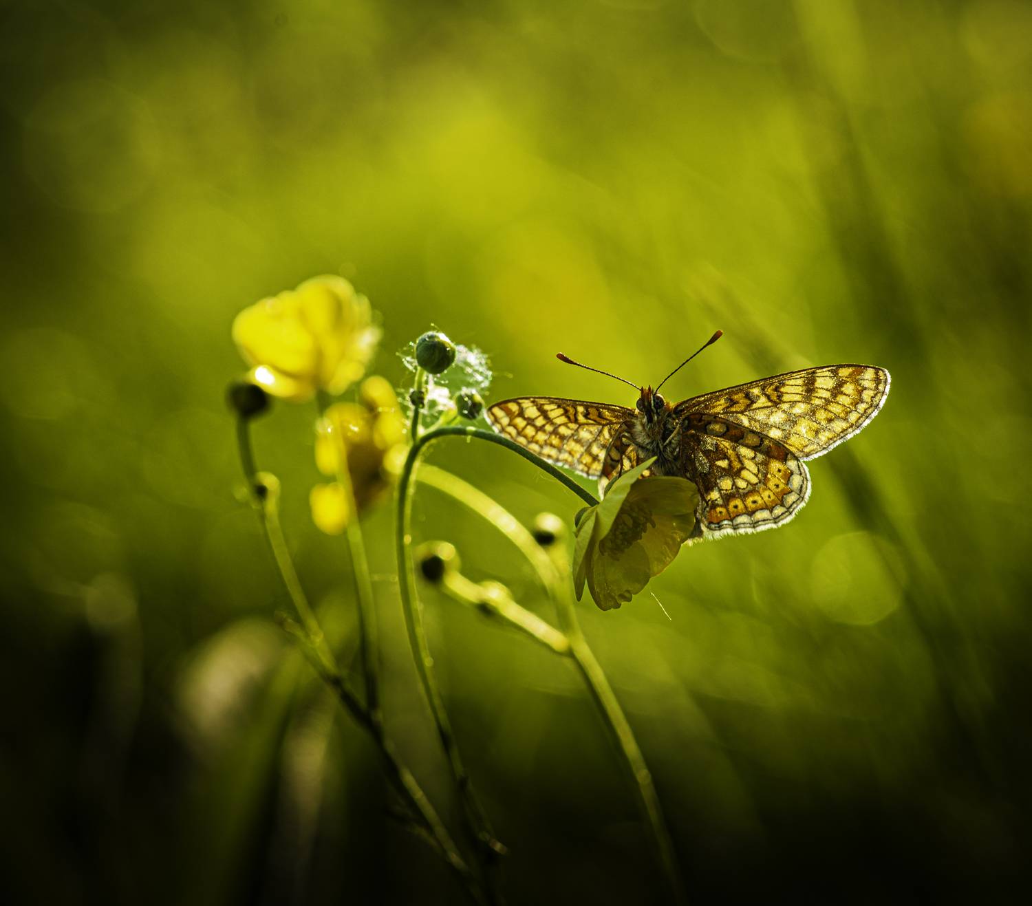 природа,макро, Виктор Парщиков