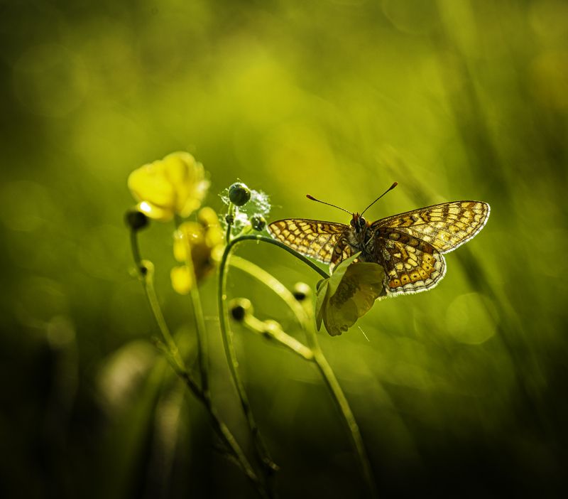 природа,макро * фото превью