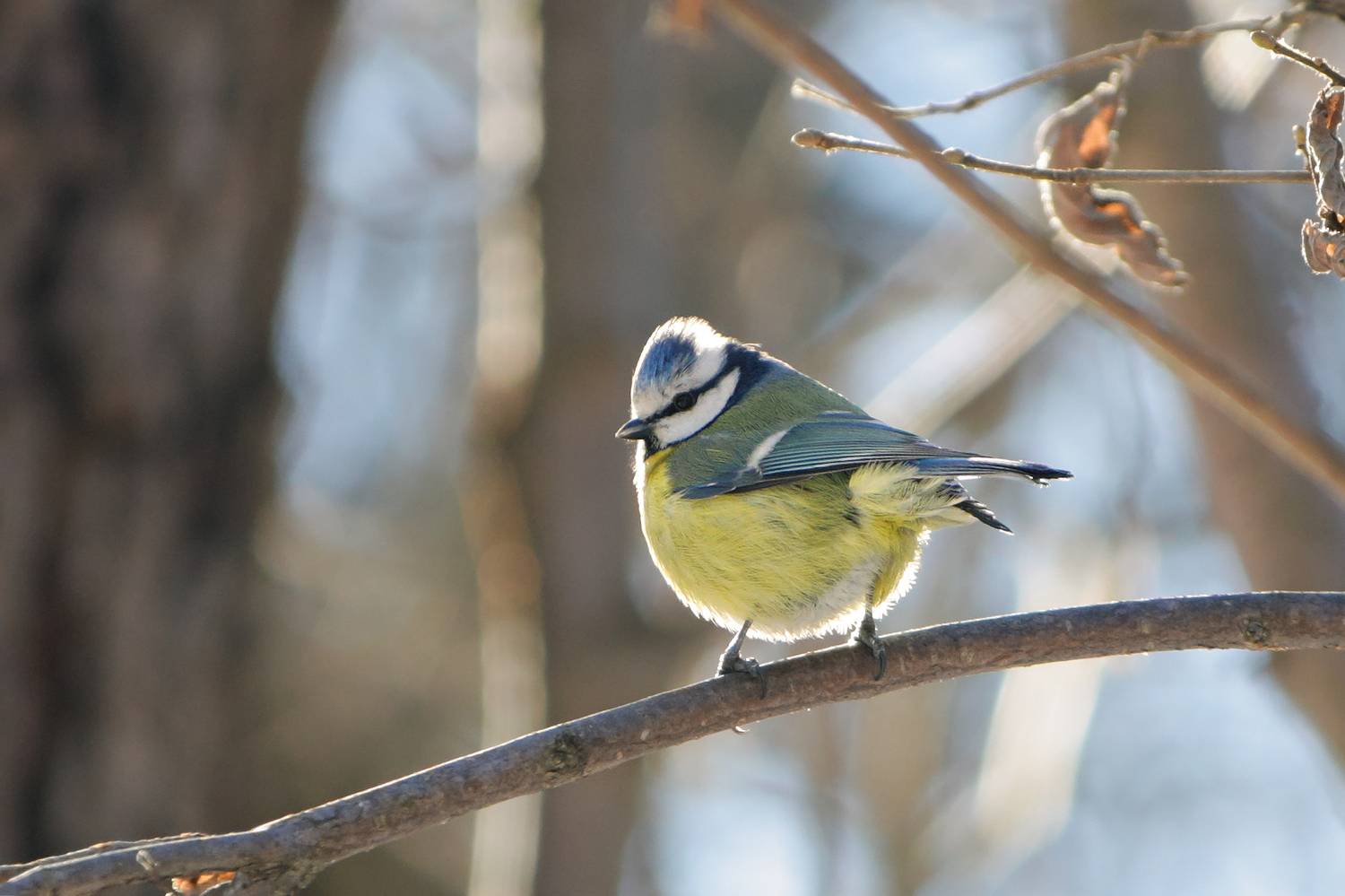 синица, обыкновенная лазоревка, зелёная лазоревка, лазоревка, синяя синица, cyanistes caeruleus, КарОл