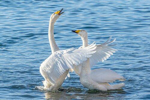 Дорогая, я подарю тебе эту звезду!!!