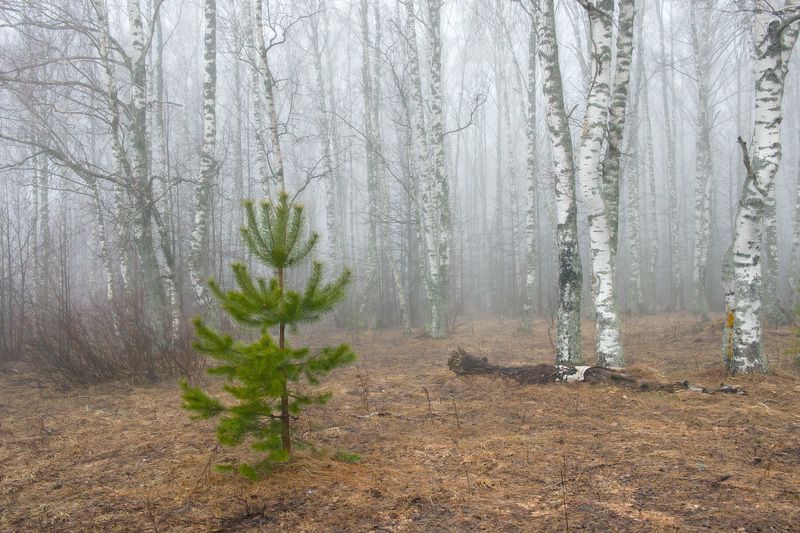 весна март утро туман сосенки березки нагуево Туманным утром фото превью