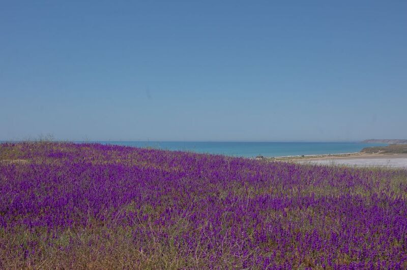 пейзаж горизонт цветы контраст тамань Цветной горизонт. фото превью