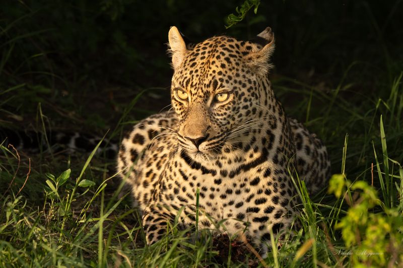 Леопард фото превью