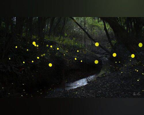 Fairy flies