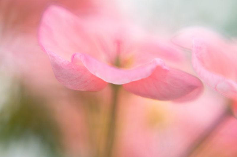 Герань фото превью