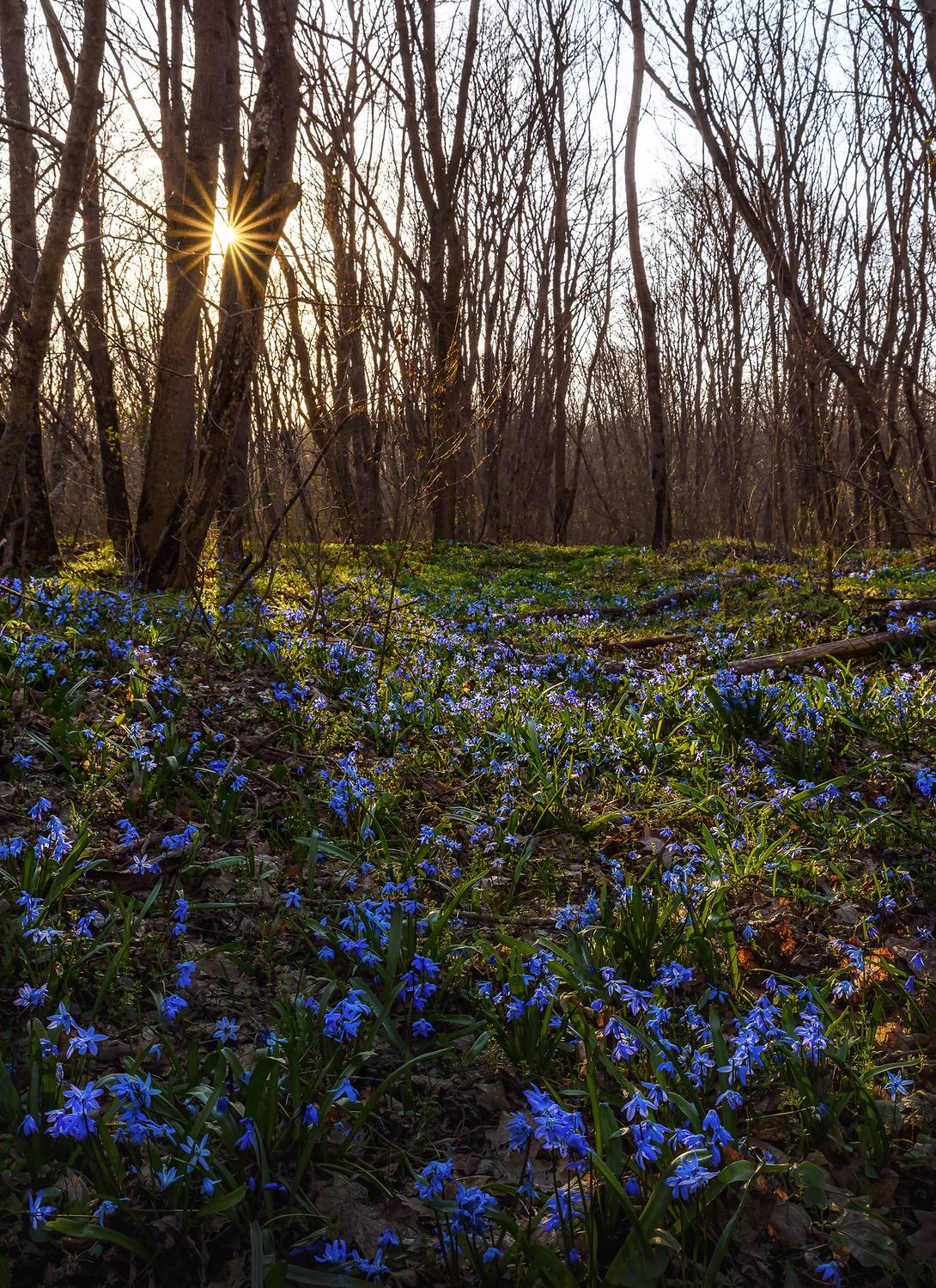 кавказ, кмв, кавказские минеральные воды, георгиевск, весна, природа, весенний лес, цветы, цветение, пролески, scilla hispanica, scilla siberica, scilla, Zakharov Armen