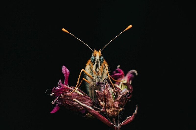 бабочка, макро, шашечница Маленькая шашечница фото превью