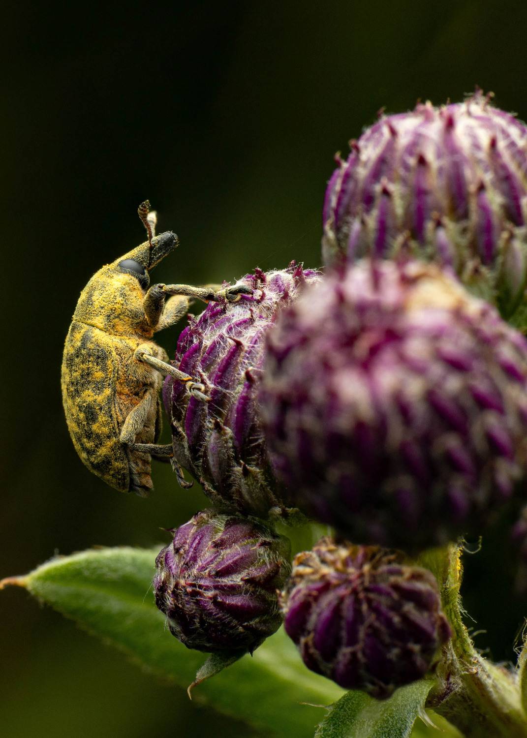 макро, долгоносик, Маслова Любовь