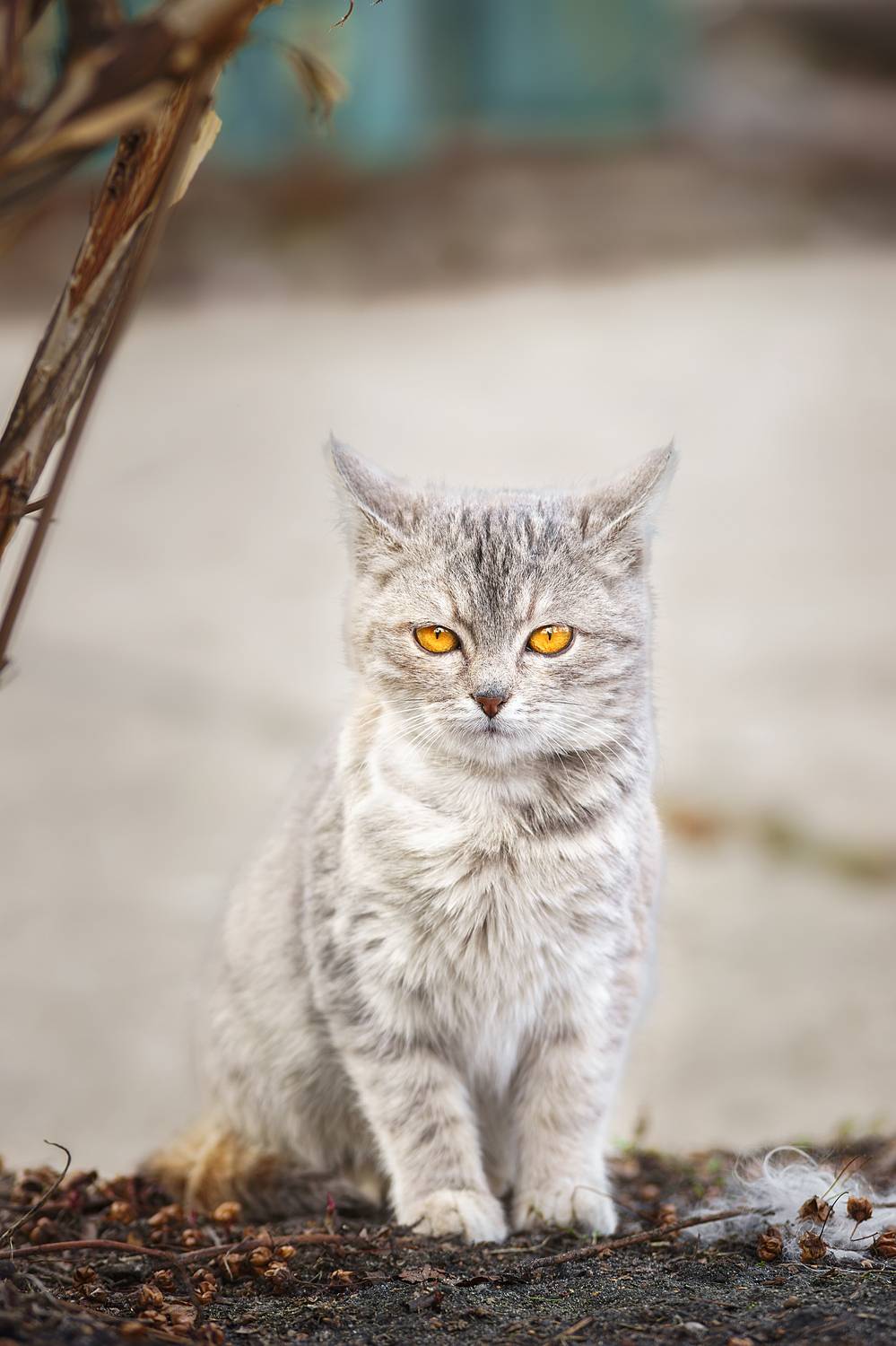 , Корнеев Алексей