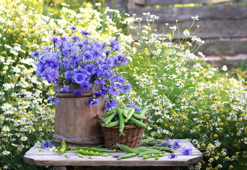 Ромашковое лето фото превью