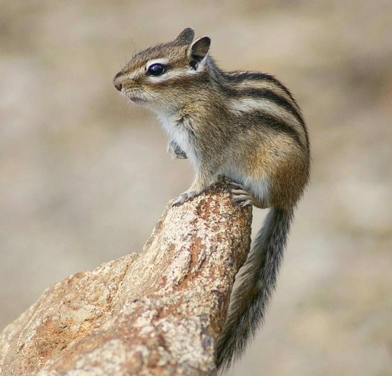 , Ленденёв Владимир