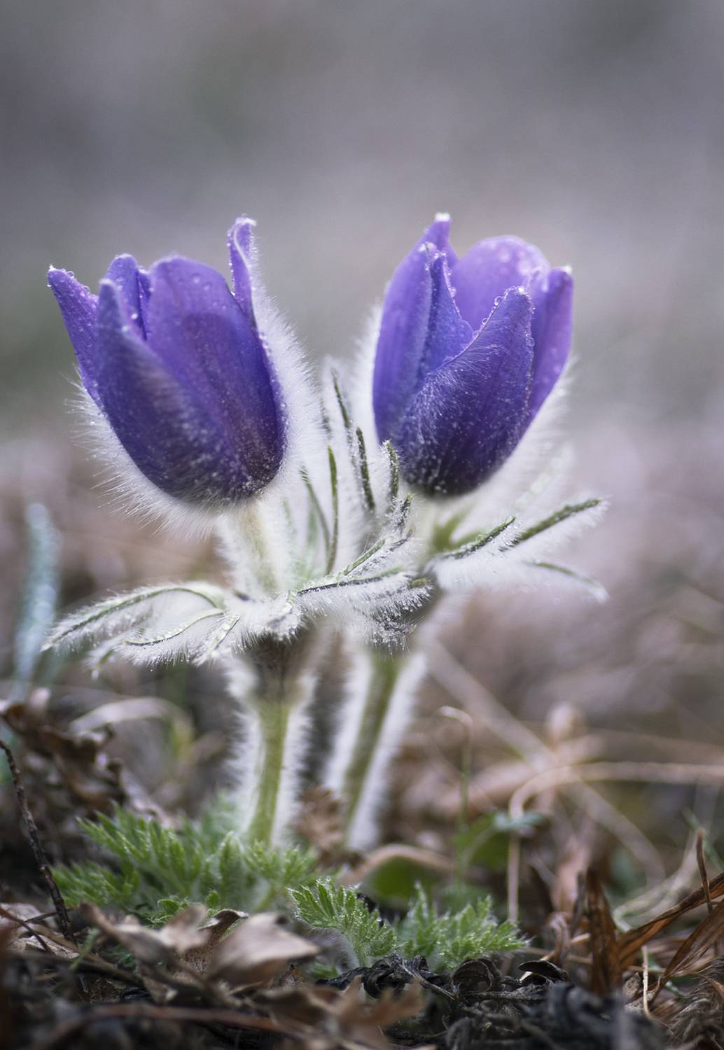 , Виктор Лебедь