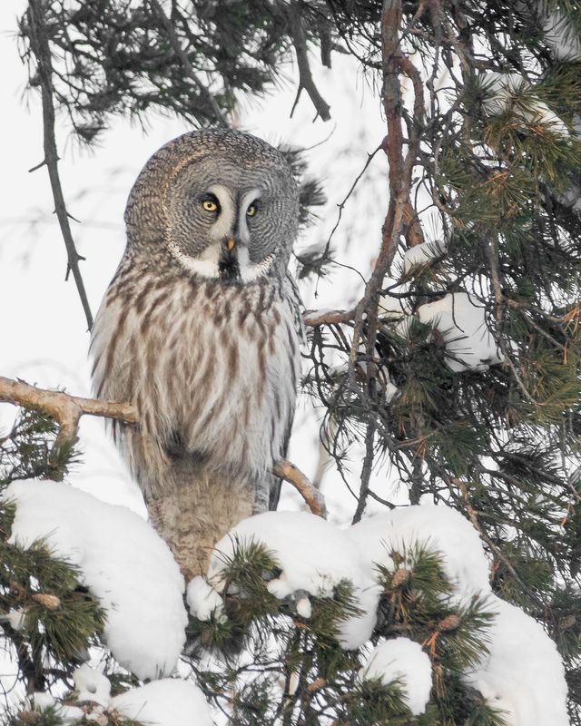 бородатая неясыть Бородатая неясыть фото превью